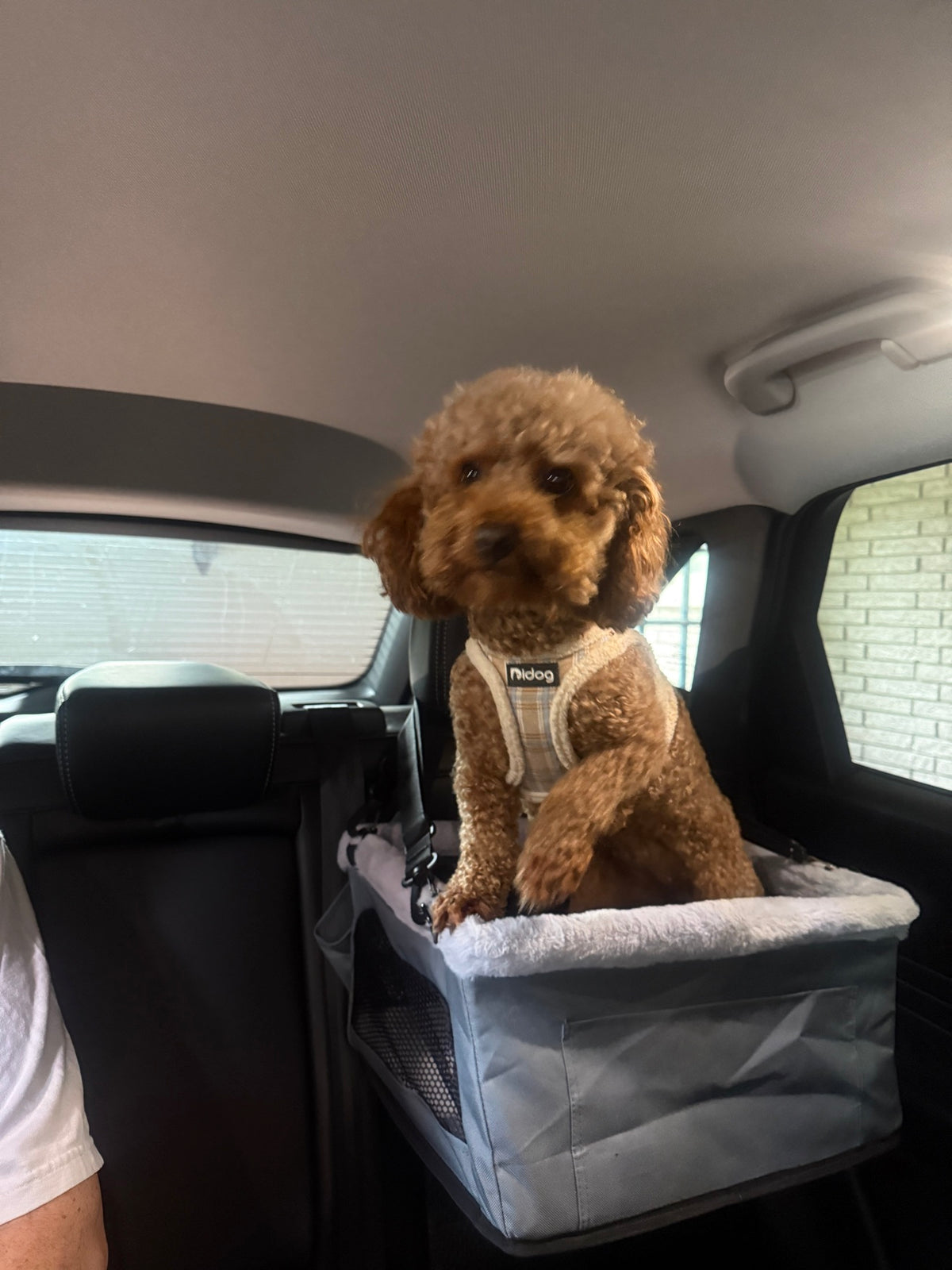Hanging Dog Car Booster Seat | Headrest-Mounted Elevated Seat for Small Dogs up to 15 lbs