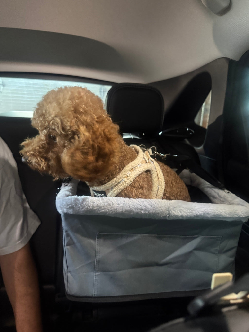 Hanging Dog Car Booster Seat | Headrest-Mounted Elevated Seat for Small Dogs up to 15 lbs